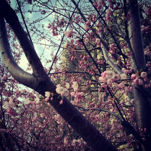 Cherry Trees Robarts Library Toronto