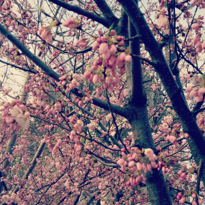 Robarts Library cherry trees