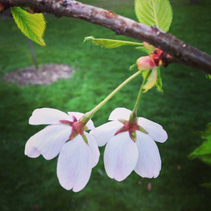 High Park Cherry Blossoms