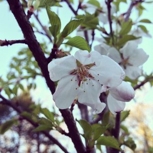 Cherry Flower High Park Toronto