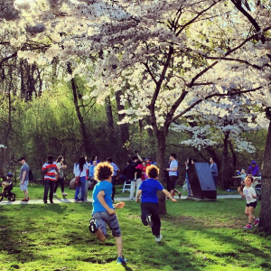 High Park Cherry Trees Kids Toronto