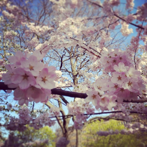 pink cherry flowers Robarts Library Toronto